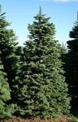 Noble Fir Christmas Tree